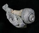 Crystalized Fossil Whelk - / Inches #5788-3